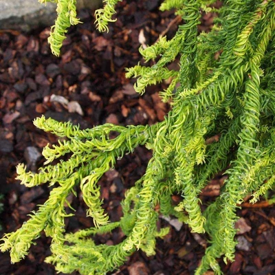 Cryptomeria japonica 'Kyara Gold'® – Japán ciprus