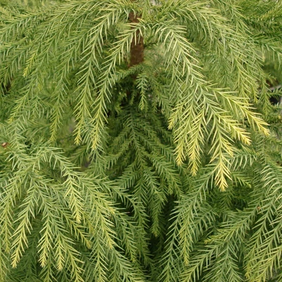 Cryptomeria japonica 'Sekkan' – Japán ciprus