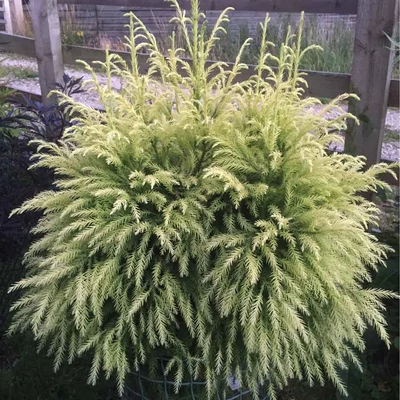 Cryptomeria japonica 'Sekkan-sugi' – Japán ciprus (szugifenyő)