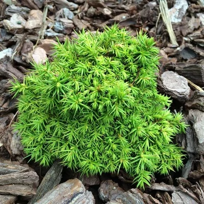 Cryptomeria japonica 'Tenzan' – Japán ciprus