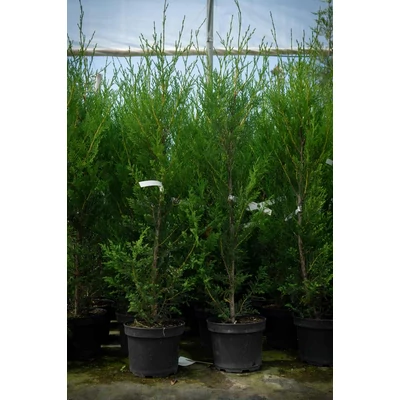 Cupressocyparis leylandii 'Blue Jeans' - Leyland-ciprus