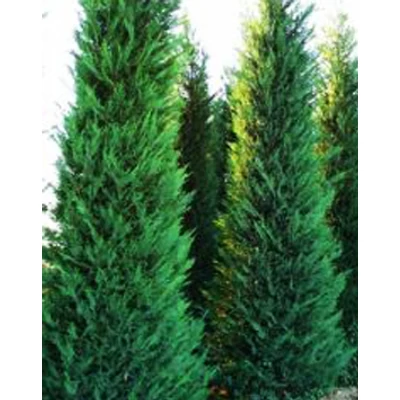 Cupressocyparis leylandii 'Fastigiata' – Oszlopos leyland ciprus