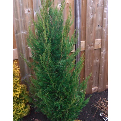 Cupressocyparis leylandii 'Green Rocket' - Oszlopos leylandi ciprus