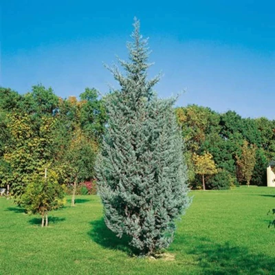 Cupressus arizonica 'Fastigiata' – Oszlopos, kék arizóniai ciprus