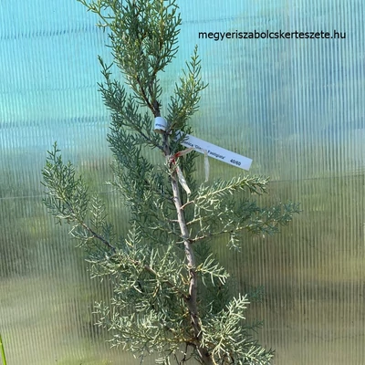 Cupressus arizonica 'Glauca Fastigiata' – Oszlopos, kék arizóniai ciprus