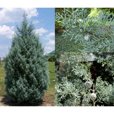Cupressus arizonica 'Glauca' – Kék arizóniai ciprus