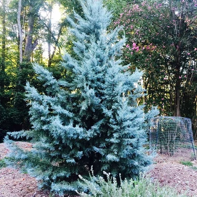 Cupressus arizonica 'Ice Blue' – Kék arizóniai ciprus