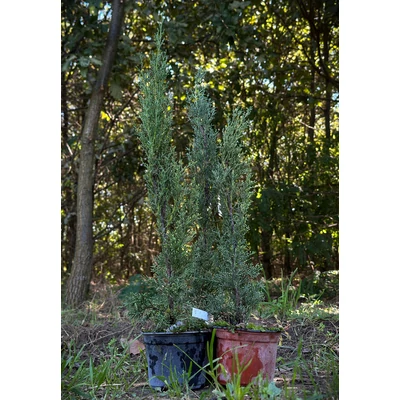 Cupressus sempervirens 'Green King' – Európai ciprus
