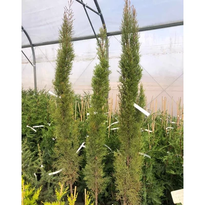 Cupressus sempervirens 'Odenburg' – Európai ciprus