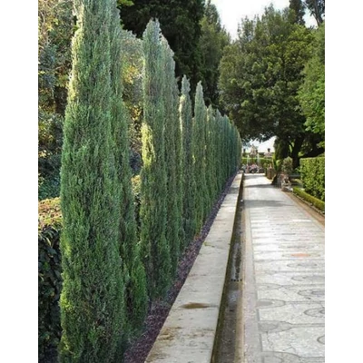 Cupressus sempervirens 'Stricta Blue' – Európai ciprus