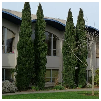 Cupressus sempervirens 'Stricta' – Oszlopos európai ciprus