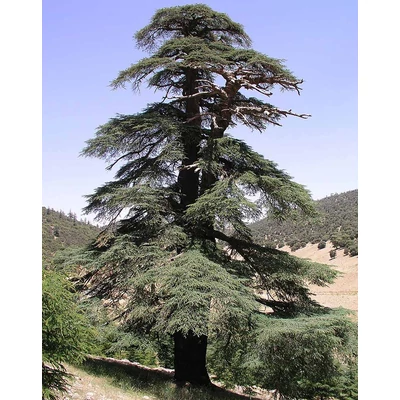Cedrus atlantica – Atlasz cédrus