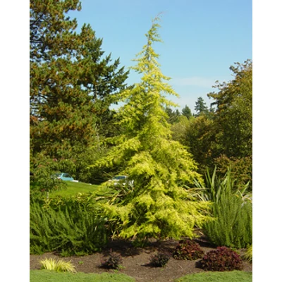Cedrus atlantica 'Aurea' – Arany atlasz cédrus