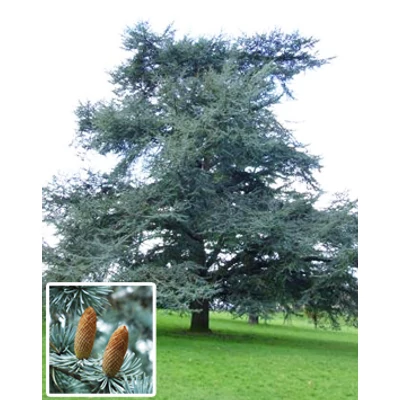 Cedrus atlantica (syn.: Cedrus libani subsp. atlantica, Cedrus libani) 'Glauca' - Kék atlasz cédrus