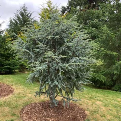 Cedrus atlantica 'Horstmann' – Atlasz cédrus