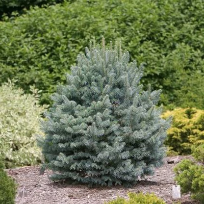 Cedrus atlantica 'Nana' – Törpe kék atlasz cédrus