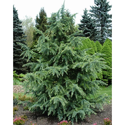 Cedrus deodara 'Bushes Electra' – Ezüstöskék himalájai cédrus