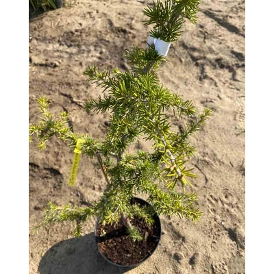 Cedrus deodara 'Fastigiata' – Oszlopos himalájai cédrus