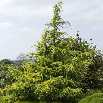 Cedrus deodara 'Golden Horizon' – Arany himalájai cédrus