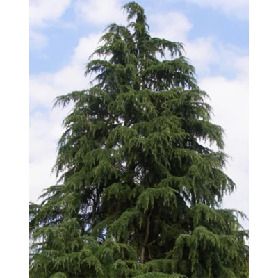 Cedrus deodara 'Polar Winter' – Himalájai cédrus