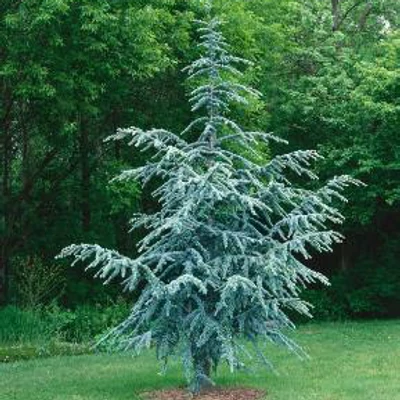 Cedrus libani 'Atlantica Silberspitz' – Libanoni cédrus