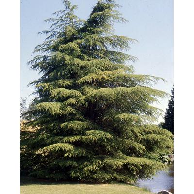 Cedrus libani 'Stenocoma' – Libanoni cédrus