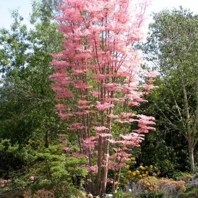 Toona sinensis – Kínai cédrus