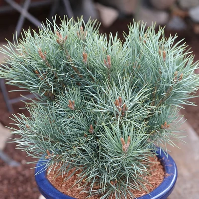 Pinus sylvestris 'Argentea' – Erdeifenyő