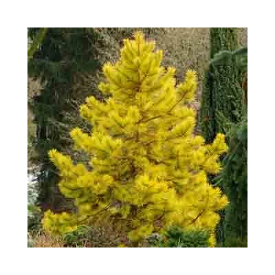 Pinus sylvestris 'Aurea' – Erdeifenyő