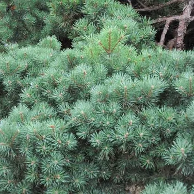 Pinus sylvestris 'Beuvronensis' – Erdeifenyő