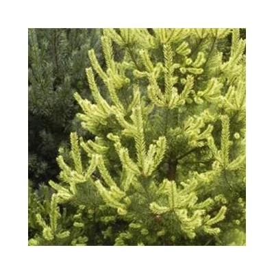 Pinus sylvestris 'Candle Light' – Erdeifenyő