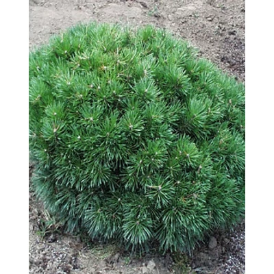 Pinus sylvestris 'Cuha' – Törpe erdeifenyő