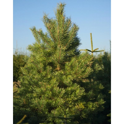 Pinus sylvestris - Erdei fenyő
