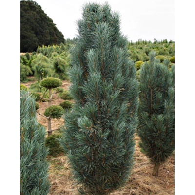 Pinus sylvestris 'Fastigiata' – Oszlopos erdeifenyő