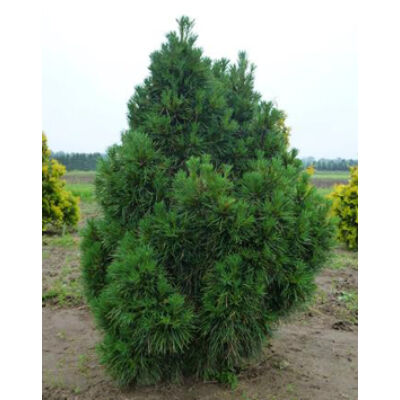 Pinus sylvestris 'Globosa Viridis' – Törpe erdeifenyő