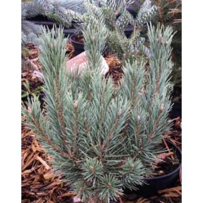 Pinus sylvestris 'Nana Argentea' – Erdeifenyő