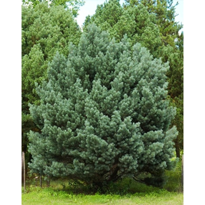 Pinus sylvestris 'Watereri' – Erdeifenyő