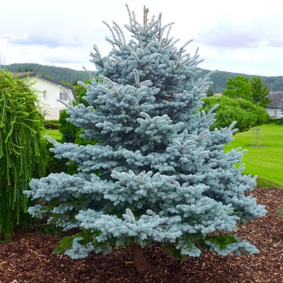 Picea pungens 'Blue Mountain' – Ezüstfenyő
