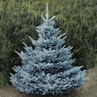Picea pungens 'Christmas Blue' – Ezüstfenyő