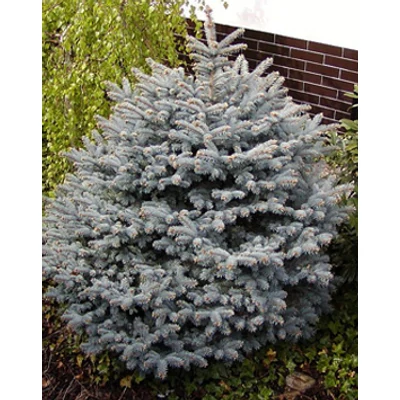 Picea pungens 'Conica' – Törpe ezüstfenyő