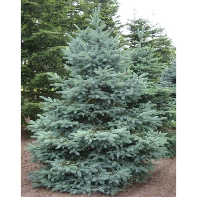 Picea pungens f. glauca 'Blue Star' – Ezüstfenyő