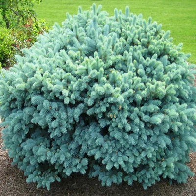 Picea pungens 'Glauca Globosa' – Törpe, gömb ezüstfenyő