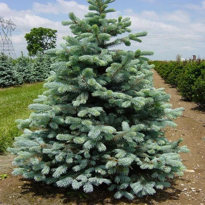 Picea pungens 'Glauca Kaibab' – Ezüstfenyő