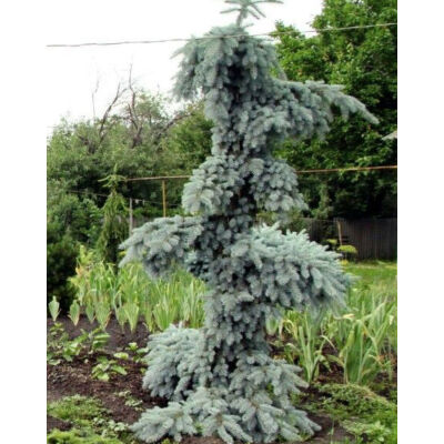 Picea pungens 'Glauca Pendula' – Csüngő ezüstfenyő