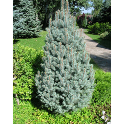 Picea pungens 'Iseli Fastigiata' – Oszlopos ezüstfenyő