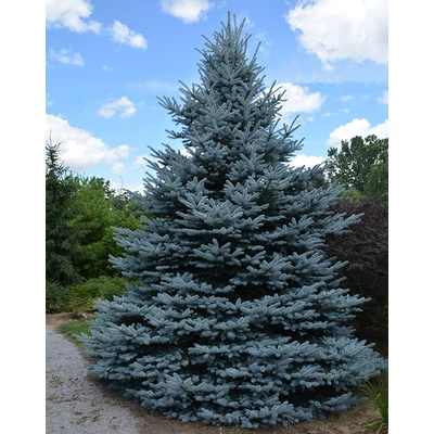Picea pungens 'Iseli Foxtail' – Ezüstfenyő