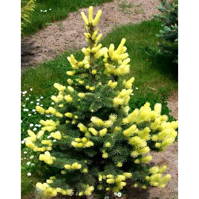 Picea pungens 'Maigold' – Ezüstfenyő