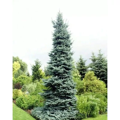 Picea pungens 'Oldenburg' – Ezüstfenyő