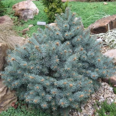 Picea pungens 'Saint Mary's Broom' – Ezüstfenyő