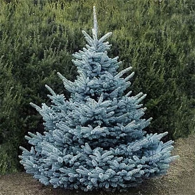 Picea pungens 'Super Blue Seedling' – Ezüstfenyő